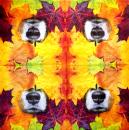 212 Dogs - 3-ply - Ambiente